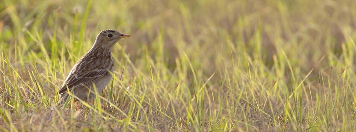 Sprague's Pipit by Greg Lavaty