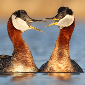 Red-necked Grebes, Dan Behm