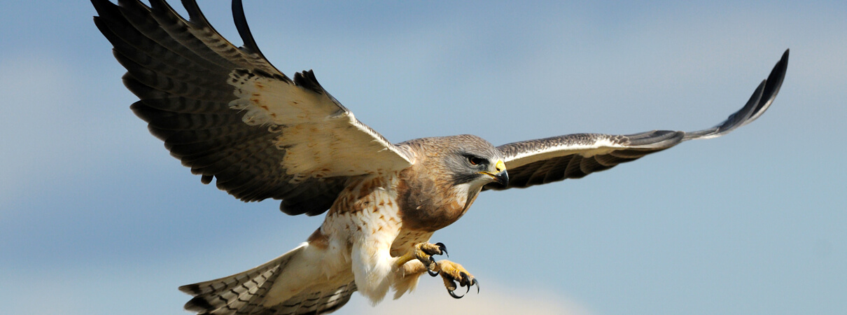 Swainson's Hawk_Rob McKay_Shutterstock