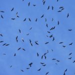 Swainson's Hawks migrating by Nicholas Sly, Macaulay Library at the Cornell Lab of Ornithology