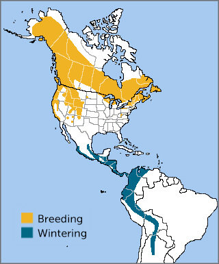 Swainson's Thrush map by ABC