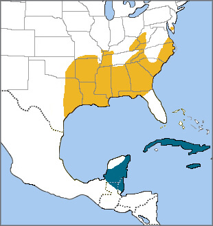 Swainson's Warbler Range Map_Cornell