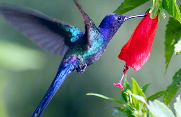 Swallow-tailed Hummingbird, Bertrando Campos