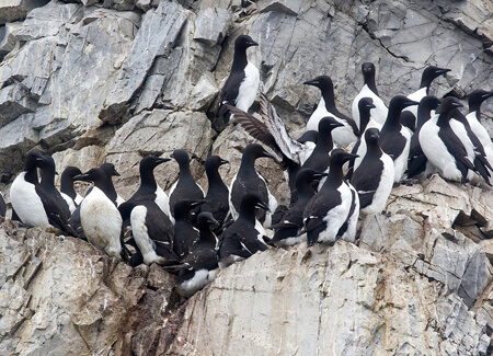 Thick-billed Murre colony, Maskimilian, Shuttertock