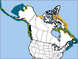 Thick-billed Mure map, NatureServe