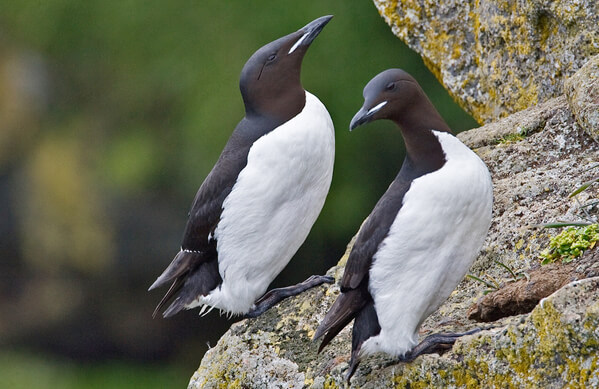 Thick-billed Murres, Alan Wilson