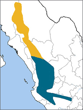 Thick-billed Parrot map, NatureServe