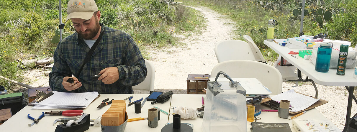 Tim Guida collects data and assesses the health of a migratory bird at the Smithsonian Migratory Bird Center's bird banding station at The Nature Conservancy's Clive Runnells Family Mad Island Marsh Preserve on the Texas coast. The data provides important clues about migratory connectivity — for example: Are the birds finding enough food to maintain a healthy body weight? Photo by Autumn Lynn Harrison