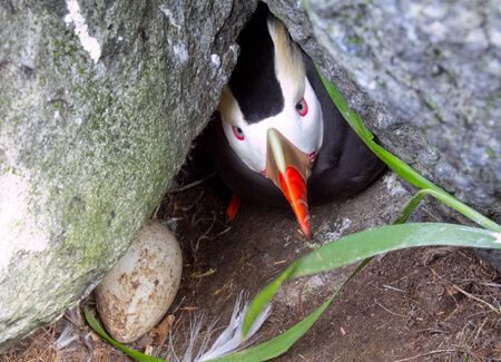 Tufted Puffin in burrow, Maksimillian, Shutterstock