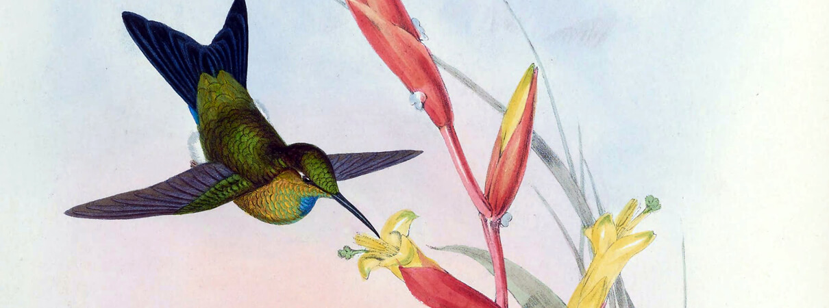 Turquoise-throated Puffleg illustration by JGould