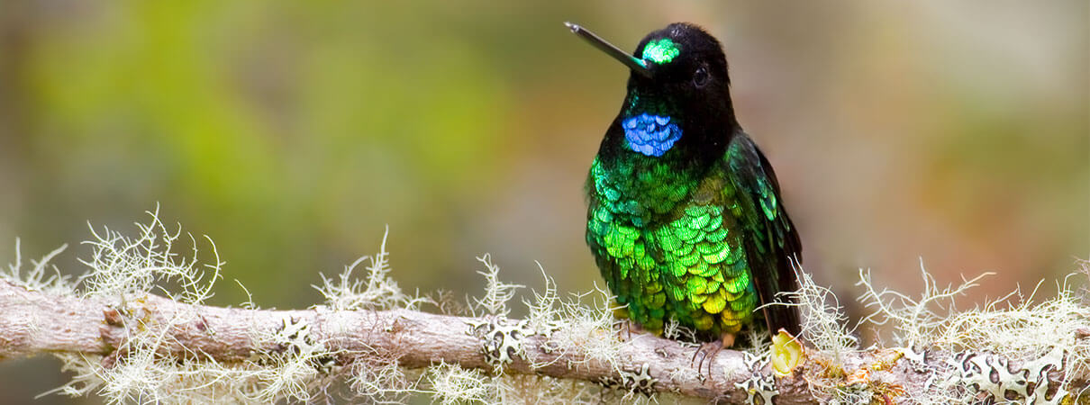 Glittering Starfrontlet. Photo by Dubi Shapiro