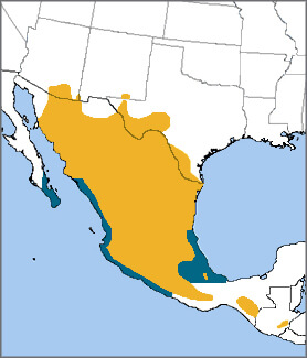 Varied Bunting map, NatureServe