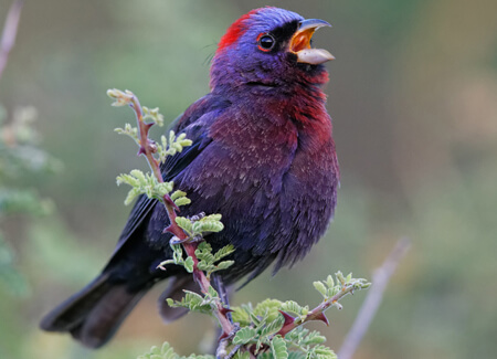 Varied Bunting, Jacob Spendelow