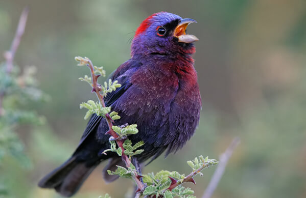 Varied Bunting, Jacob Spendelow