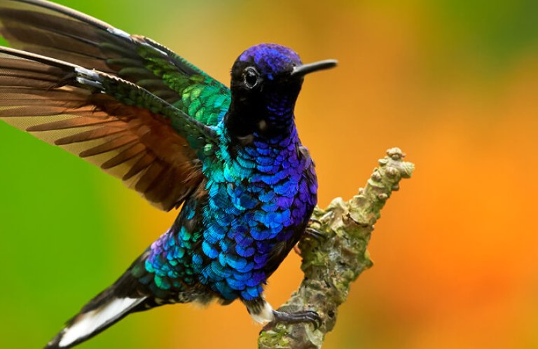 Velvet-purple Coronet, Martin Mecnarowski/Shutterstock