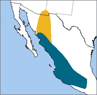 Violet-crowned Hummingbird map, NatureServe