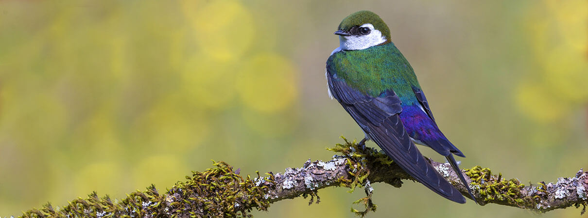 Violet Green Swallow