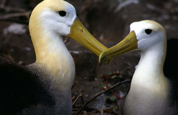 Waved-Albatross_Hugo-Arnal