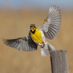 Western Meadowlark. Photo by M. Leonard Photography, Shutterstock.