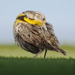 Western Meadowlark. Photo by Owen Deutsch, owendeutsch.com.