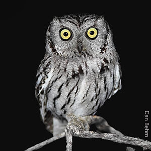 Western Screech Owl