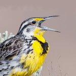 Western Meadowlark