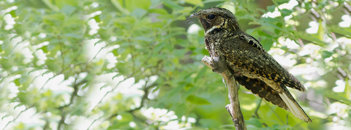 Eastern Whip-poor-will is one of many birds chirping at night that can be found in the U.S. Photo by Frode Jacobsen