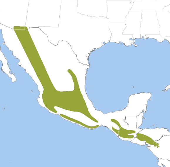 Whiskered Screech-owl range map by Cornell