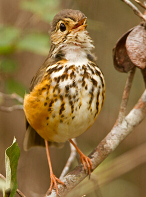 White-browed Antpitta vocalizing, Ciro Albano