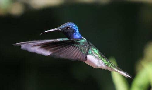 White-necked Jacobin _Benjamin Skolnik2