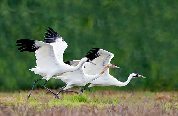 Whooping Cranes are getting a hand from Kansas powerline marking.