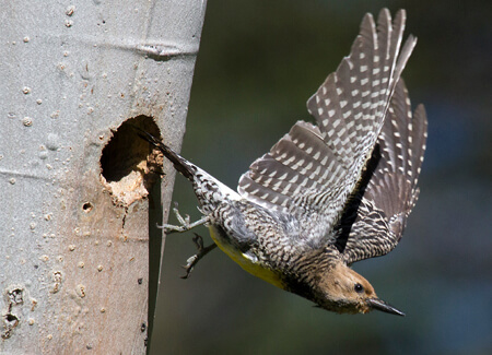 Williamson's Sapsucker female, Ron Dudley