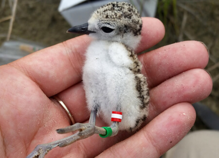 Wilson's Plover chick by Kacy Ray