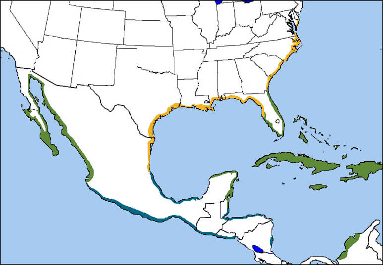 Wilson's Plover Map, NatureServe