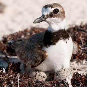 Wilson's Plover, Laura Romin and Larry Dalton/Alamy. coastal bird solutions