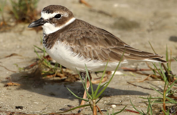 Wilson's Plover, Vagabond54, Shutterstock