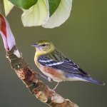 Wintering Bay-breasted Warbler, Panama. Photo by Paul Jones