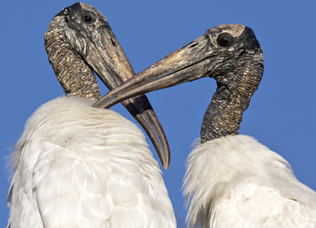 Wood Stork, David Osborn