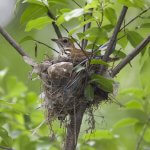 Wood Thrush by @Michael Stubblefield