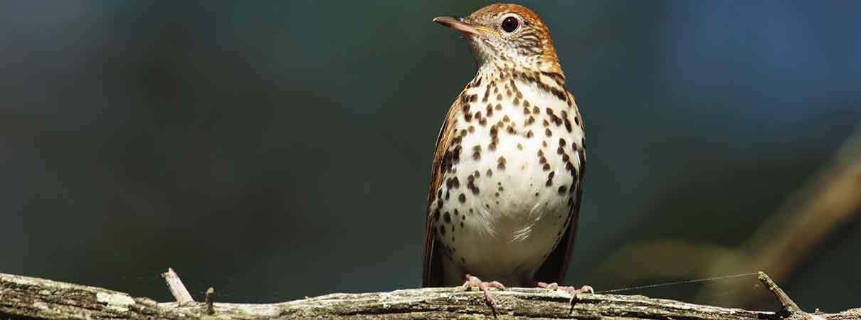 Wood Thrush, Paul Tessier, Shutterstock