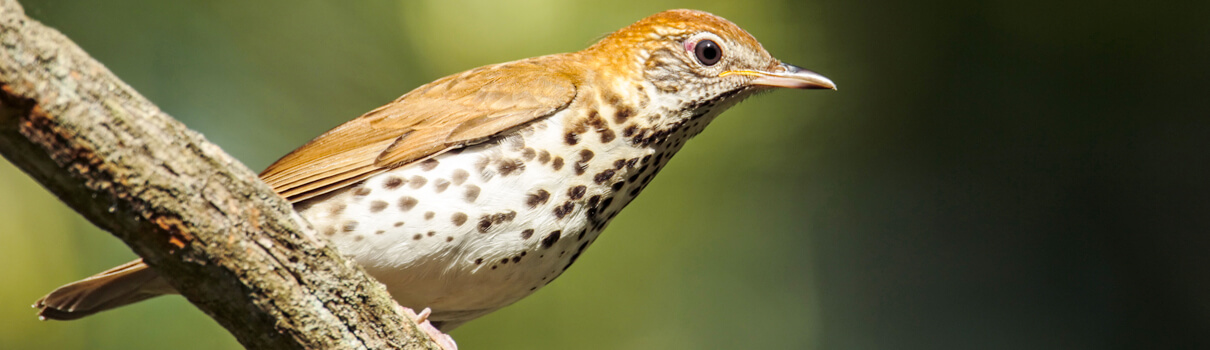 Wood Thrush, Paul Tessier/Shutterstock