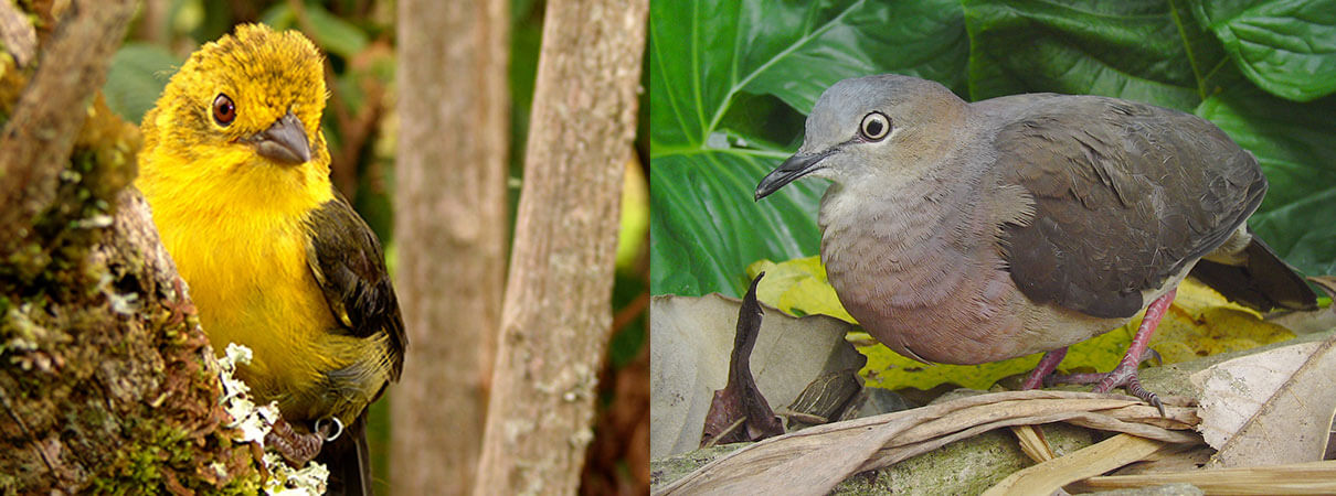 Left: Yellow-headed Brushfinch. Photo by Fundación ProAves Right: Tolima Dove. Photo by Fundación ProAves