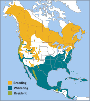 Yellow-rumped Warbler range map