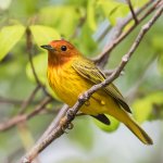 Yellow Mangrove Warbler in Martinique. Photo by Agami Photo Agency, Shutterstock