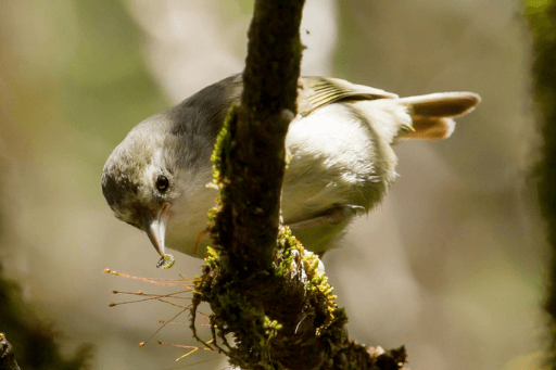 Aikiki is a rare hawaiian bird