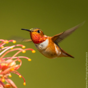 Allen's Hummingbird