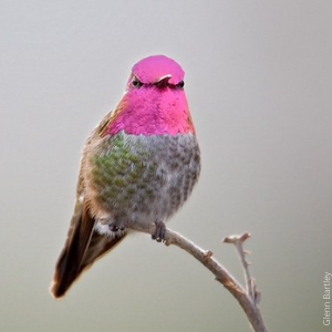 Anna's Hummingbird