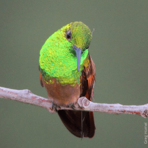 Berylline Hummingbird