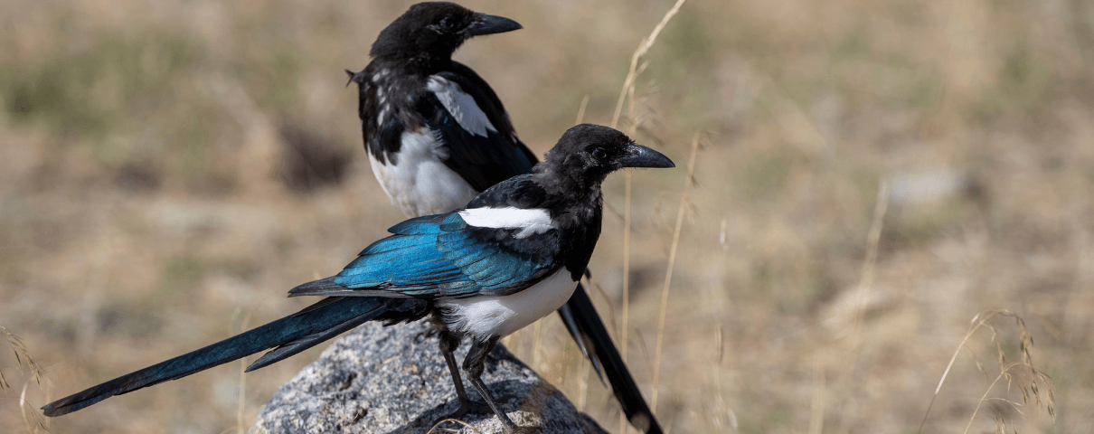 The Black-billed Magpie is a common backyard bird in the western United States. 