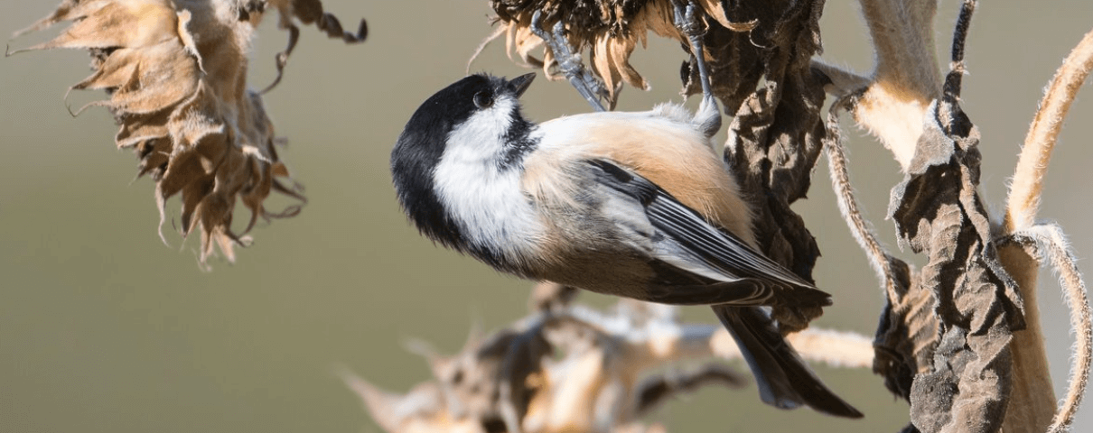 The Black-capped Chickadee is a common backyard bird in the United States. 